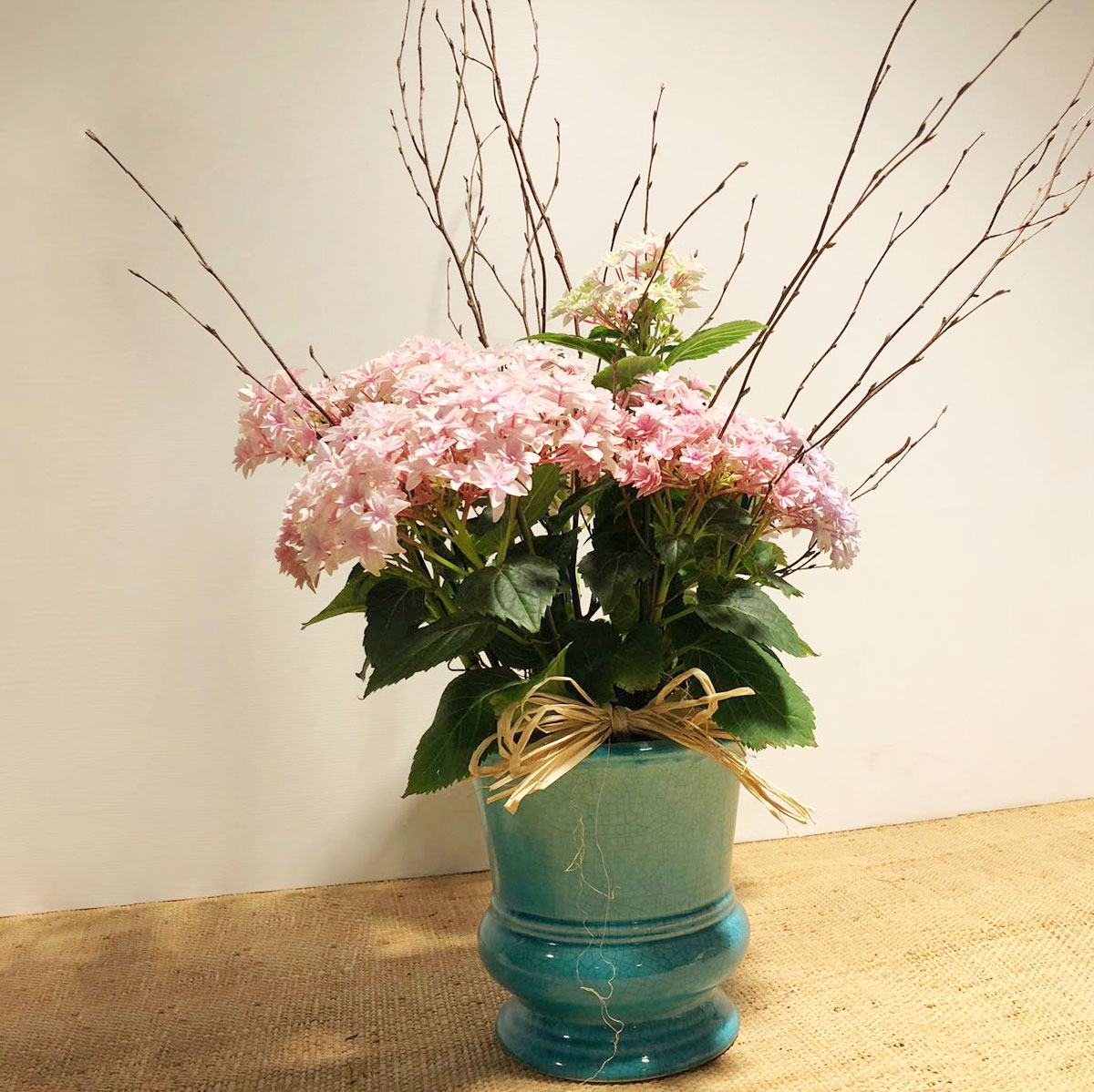 Planta de hortensia | Rebolledo Floristas
