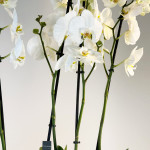 Composición de orquídeas-detalle flor-Rebolledo Floristas