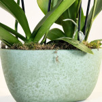 Composición de orquídeas-detalle cerámica verde-Rebolledo Floristas