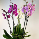 Composición de orquídeas en tres colores-detalle flor-Rebolledo Floristas