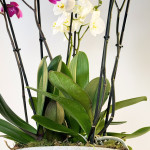 Composición de orquídeas en tres colores-detalle hoja-Rebolledo Floristas