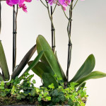 Composición-orquídeas-detalle-Rebolledo Floristas