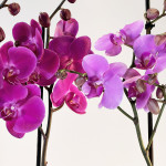 Composición-orquídeas-detalle flor-Rebolledo Floristas