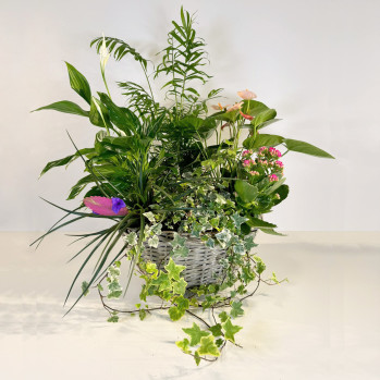 Cesta de mimbre con plantas de interior-Rebolledo Floristas