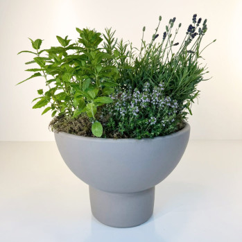 Conjunto de planta aromáticas en vaso cerámico-Rebolledo Floristas