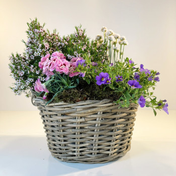 Conjunto de plantas de exterior en cesta-Rebolledo Floristas